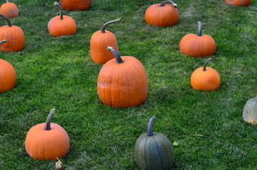 Pumpkins at Grandma's