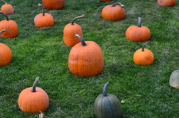 Pumpkins at Grandma's