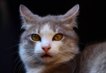 Occhi di Gatto a pelo lungo