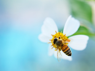 Bee on flower