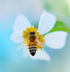 Bee on flower