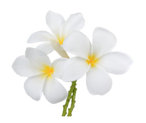 Fototapeta na wymiar Tropical flowers frangipani (plumeria)