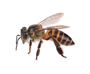 bee isolated on  white background