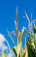 Nahaufnahme von Mais&auml;hren an Maispflanzen im Sp&auml;tsommer vor strahlend blauem Himmel.