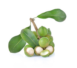 Macadamia nut isolated on white background.