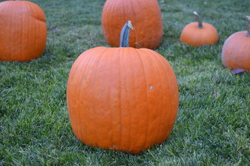 Pumpkins at Grandma's