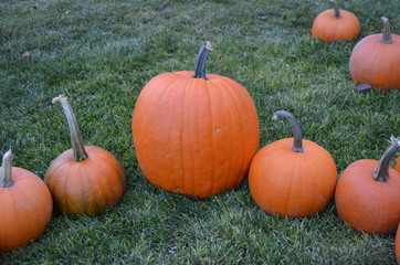 Pumpkins at Grandma's