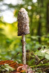 Älterer Schopftintling (coprinus comatus) auf dem Waldboden im Laub