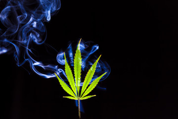 A green cannabis leaf on a black background enveloped in smoke