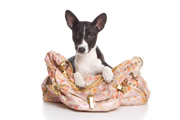 Puppy Basenji inside in a bag (isolated on white)