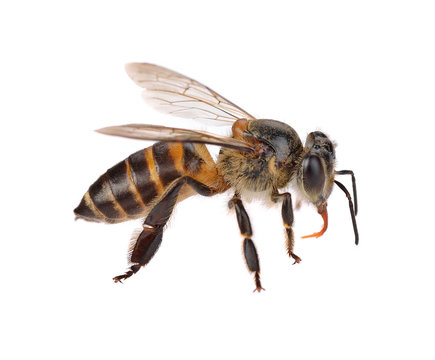 bee isolated on  white background