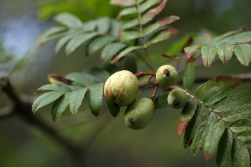 Fruits of a service tree