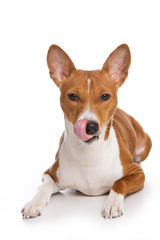 Puppy Basenji licking (isolated on white)