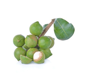 Macadamia nut isolated on white background.