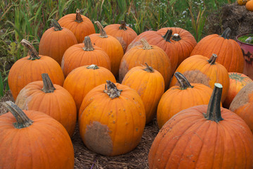 große Kürbisse
