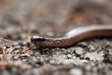 Head of a Slowworm