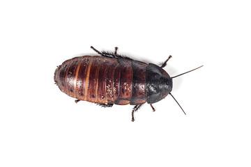 Madagascar hissing cockroach isolated on white background