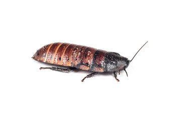 Madagascar hissing cockroach isolated on white background