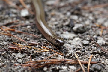 Head of a Slowworm