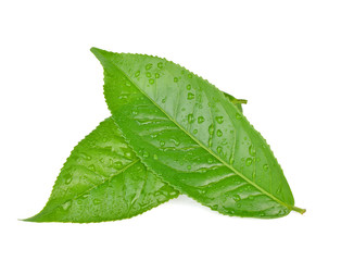 Fototapeta na wymiar leaves Fresh green tea with drops of water isolated on white background.