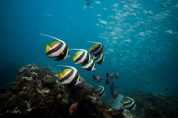 Naklejka na ściany i meble Coachman / Longfin Bannerfish swimming together over the reef with blue water and a school of fish in the background. Black, white, and yellow fish with long dorsal fil.