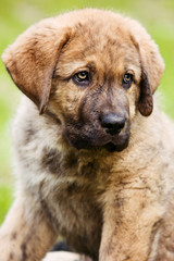 Puppy Spanish mastiff dog in summer on grass (isolated on white)