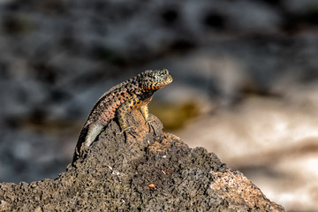 Galapagos Lizard