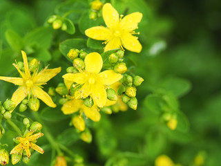 Hypericum perforatum, known as perforate or common Saint John's wort. Medicinal herb with antidepressant activity and potent anti inflammatory properties, inhibitor