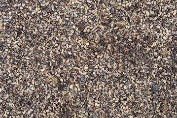 Texture, shell, and remnants of cedar cones