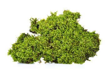 Green moss  on a white background
