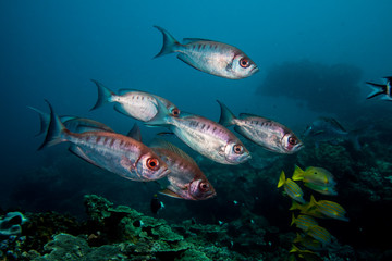 Crescent-tail Bigeye fish swimming together over the reef.