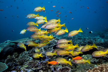 Fototapeta na wymiar Dory Snapper fish swimming over the reef. Bright yellow school of fish with blue water background.