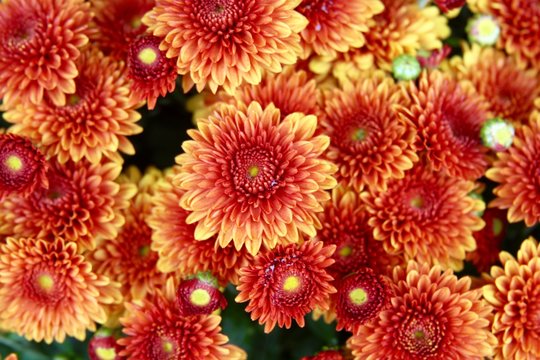 The Colorful Autumn Mum Flowers On A Close Up View.