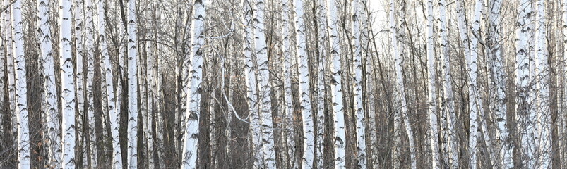 Obraz premium Trunks of birch trees, birch forest in spring, panorama with birches