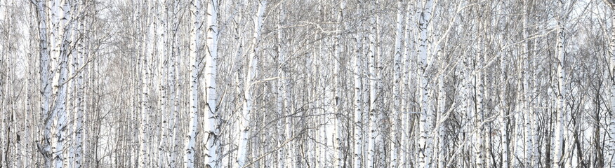 Trunks of birch trees, birch forest in spring, panorama with birches
