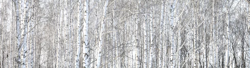 Poster Trunks of birch trees, birch forest in spring, panorama with birches © yarbeer