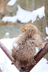 地獄谷野猿公苑の日本猿