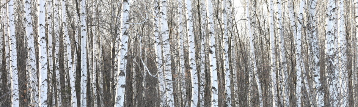 Fototapeta Trunks of birch trees, birch forest in spring, panorama with birches