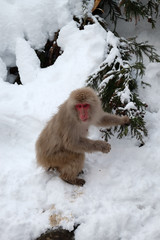 Naklejka premium 地獄谷野猿公苑の日本猿