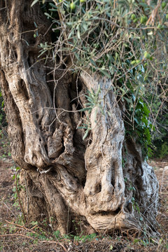 Ein uralter Olivenbaum sieht dich an mit Mund, Nase und Augen