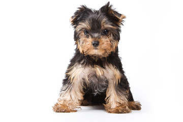 Fluffy cute puppy york (isolated on white)