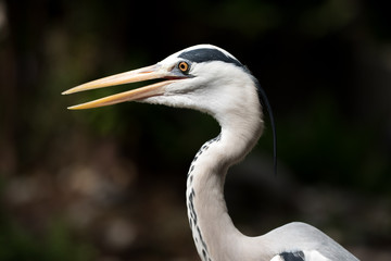 White heron close-up