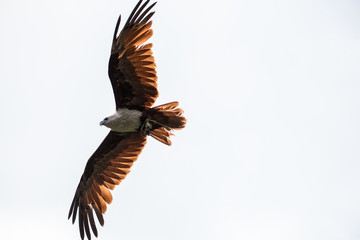 Fototapeta na wymiar Flying eagle in the open air