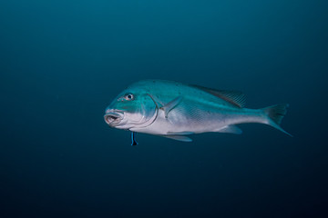 Naklejka premium Sailfin Rubberlip / Sweetlip fish isolated swimming in open water. Plain silver fish.