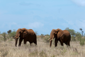 Elephants (Loxodonta africana), Lualenyi Game Reserve, Tsavo, Kenya