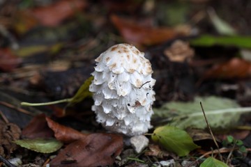 Shaggy ink cap, Coprinus comatus