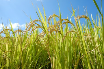 Naklejka premium 稲穂