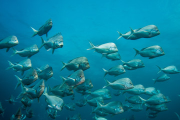 School of Slinger fish swimming together with blue water background. Rounded plain silver color fish.