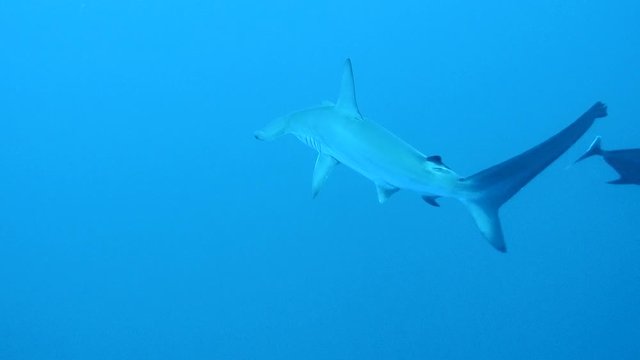 Hammerhead shark