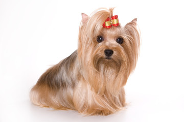 Yorkshire terrier dog with bow (isolated on white)